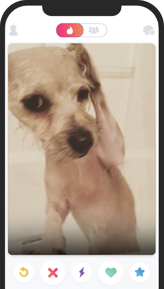 Dog on tinder